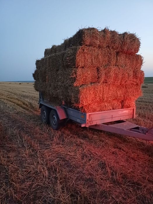 Baloți de paie  de anul acesta