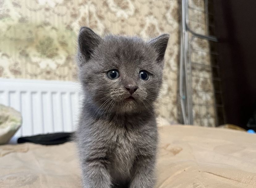 Британикий котянок 1,5 мес девушка