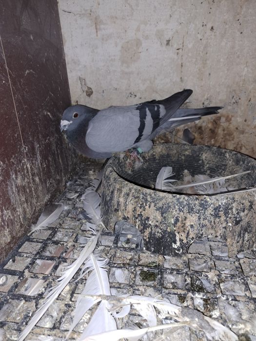 Vând porumbei voiajori