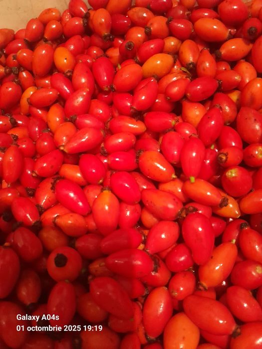 Macese culese manual cantitate mare asigur transport
fructe de măceșe