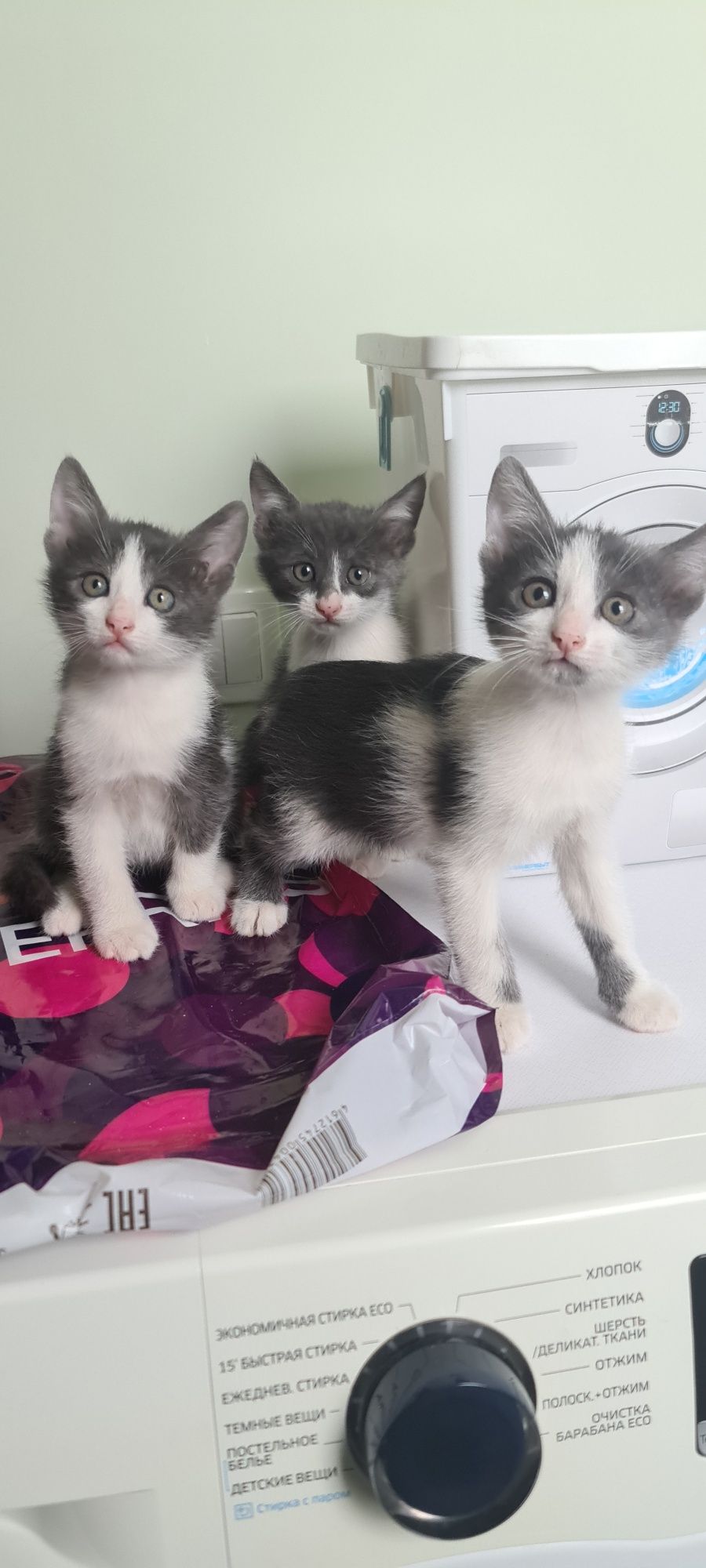 Котята в добрые руки