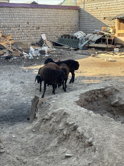 Srochna sotiladi 13 mln 4 tasi qumariq mahhala