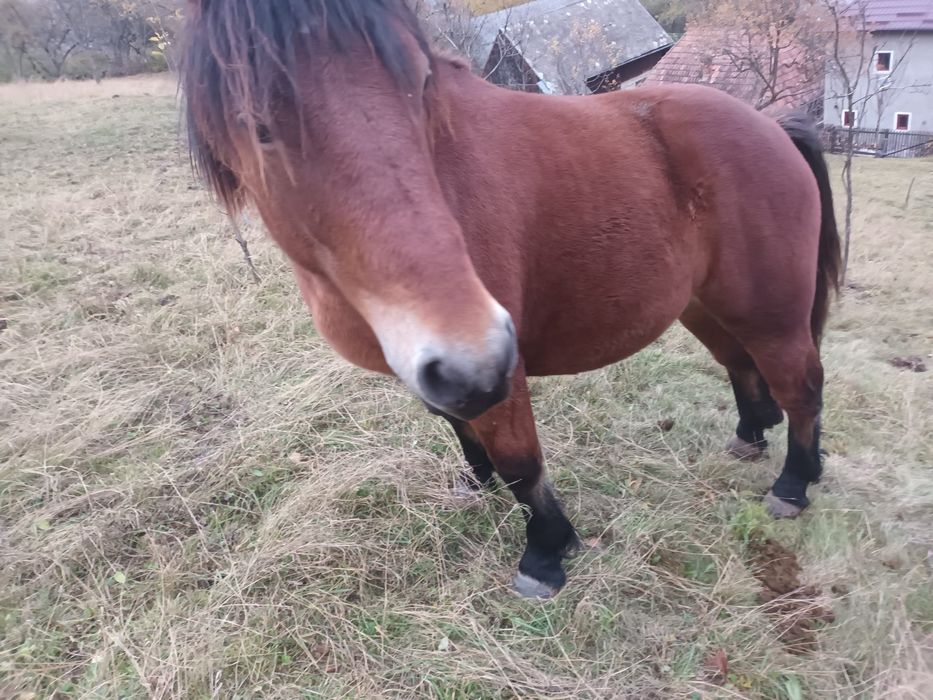 Mânz de 1 an și 6 luni