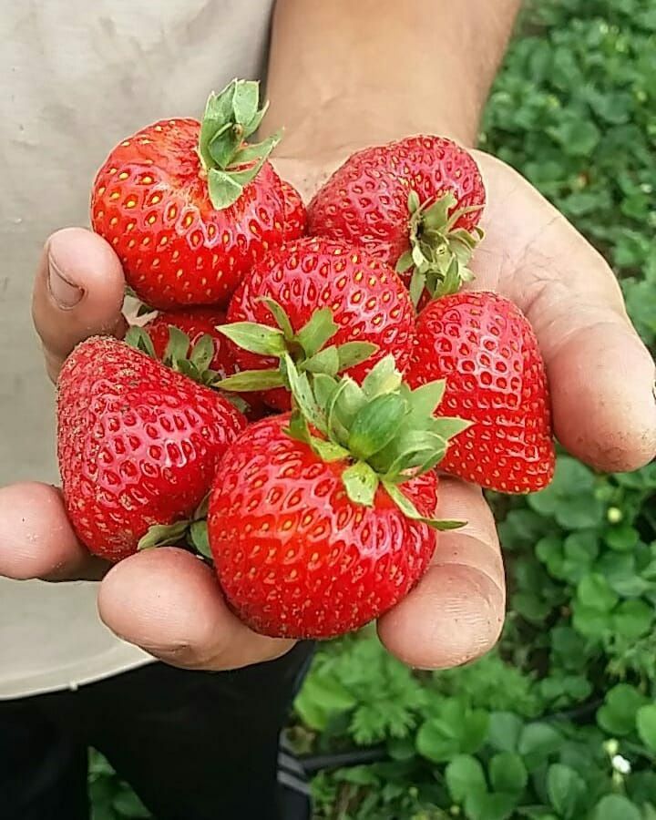 Саженцы клубники Альбион многоразовая