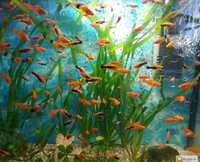 Меченосцы - Красные, Кубинские (Green and Red) . и другие рыбки
