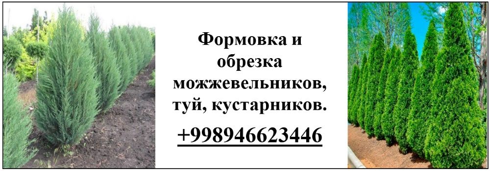 Формовка и обрезка можжевельников, туй, кустарников