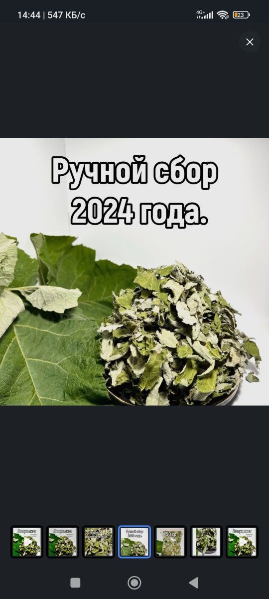 Чай из листа лопуха