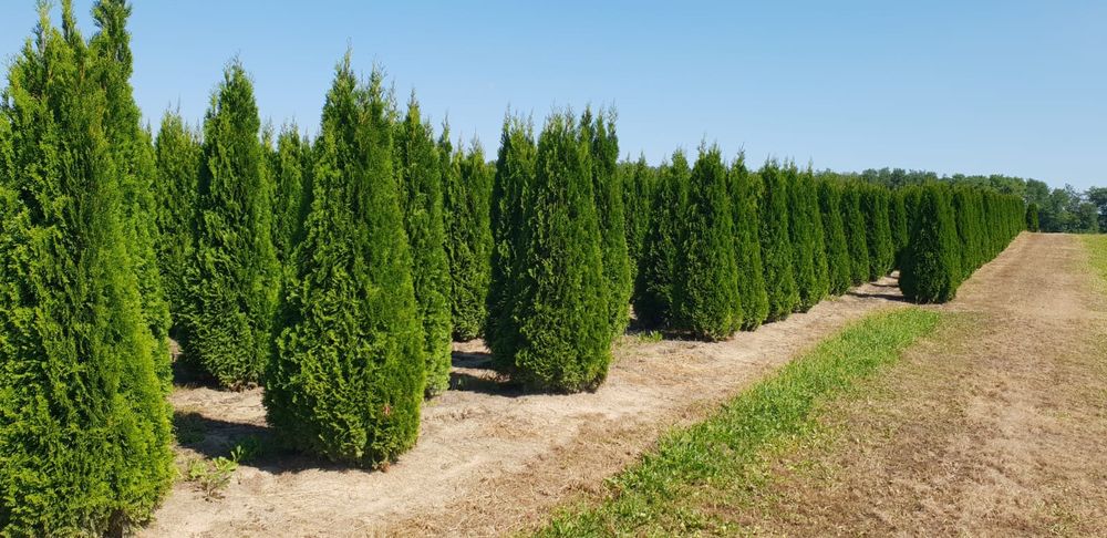 Poze reale 100% tuia (thuja)