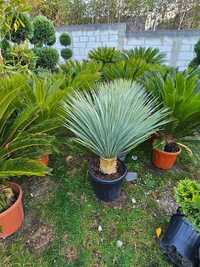 Plante Decorative