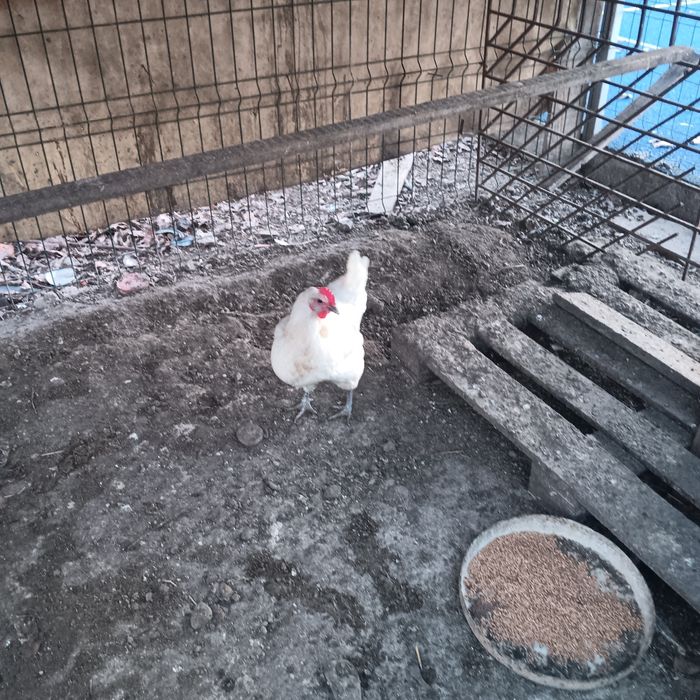 Gaini La Bresse de vanzare