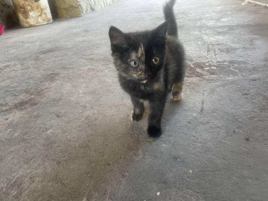 отдам котенка бесплатно