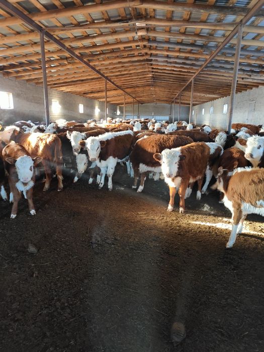 Ақбас подсостар сатылады. Ұрғашы.