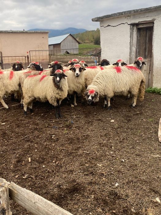 Vand 12 oi si 2 miori