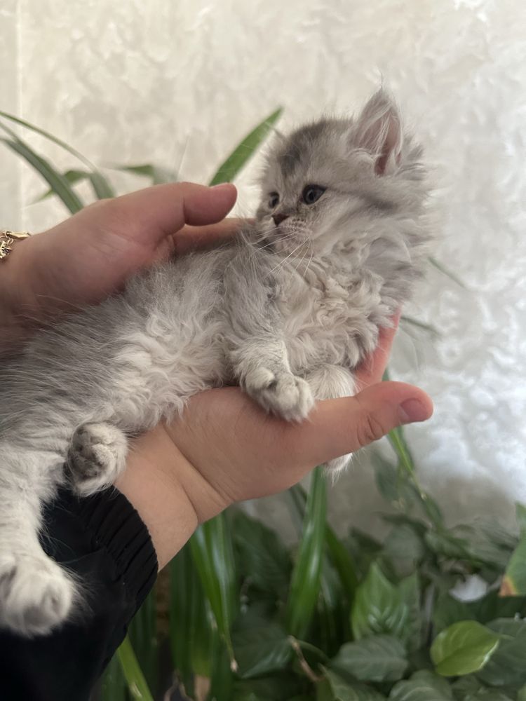 Продаю котят чисто кровные папа из Египти продаю срочно цена договорна