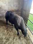 Taur Aberdeen Angus