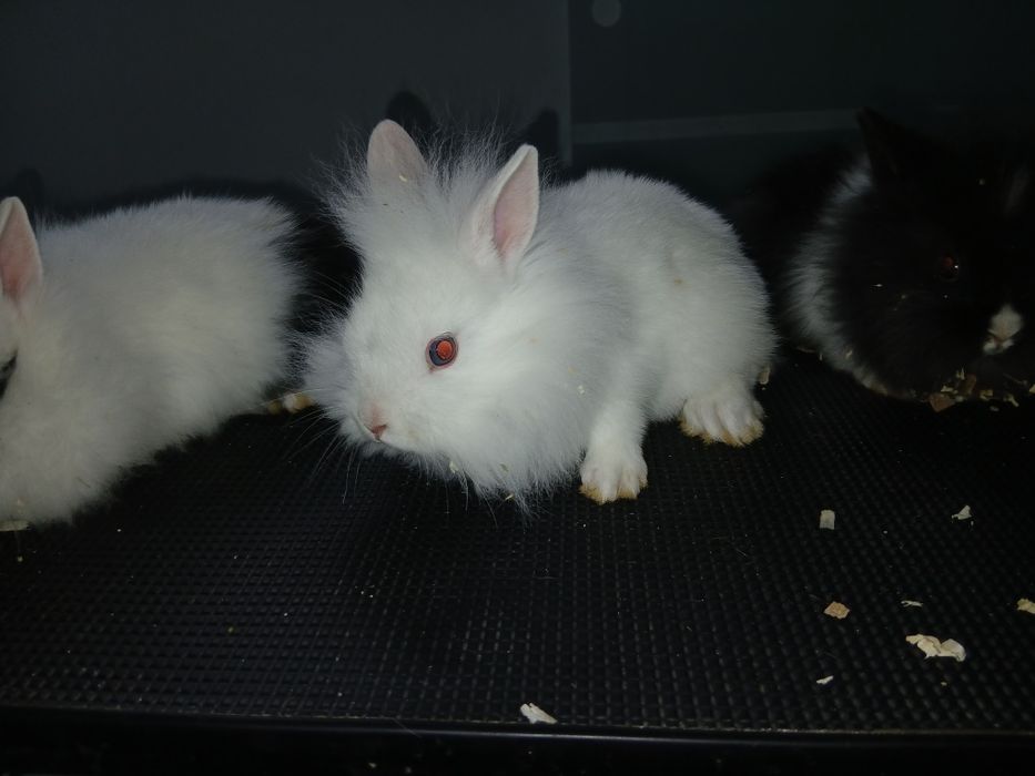 Iepure cap de leu pitic