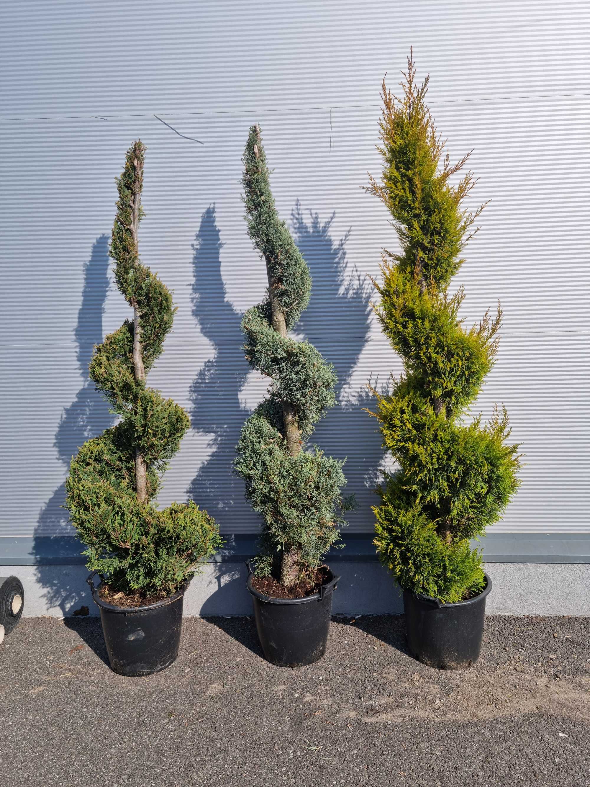 Chiparos (Cupressus) forme Spirala Pon Pon la ghiveci diverse culori