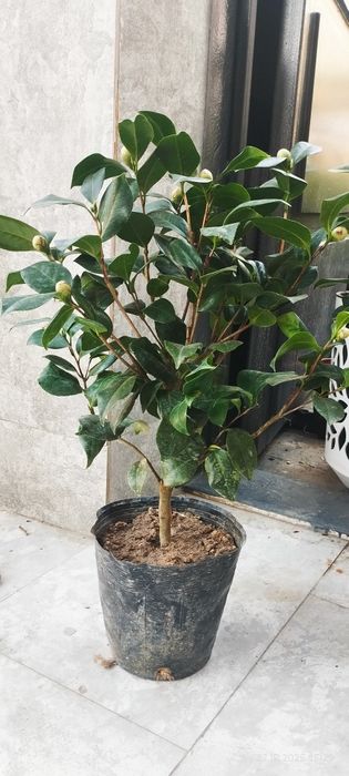 Камелия японская