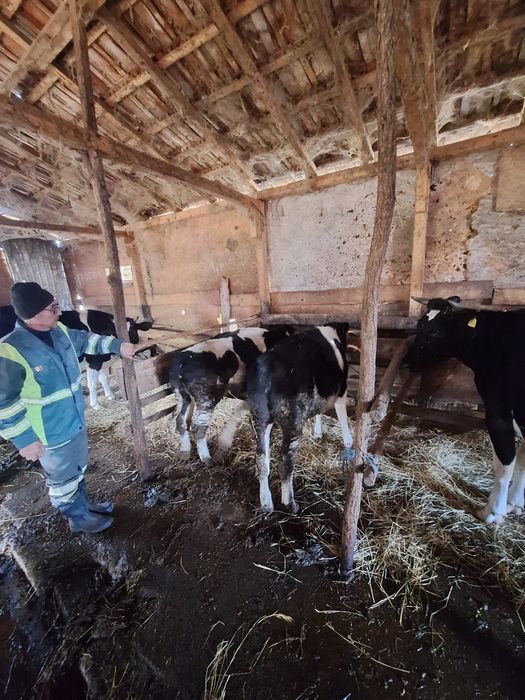 Vitele disponibile sau schimb cu oi