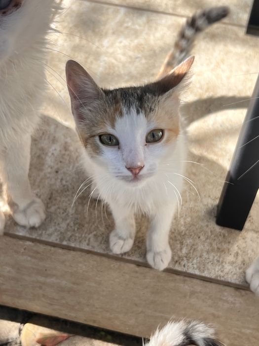 Adoptie pui pisica
