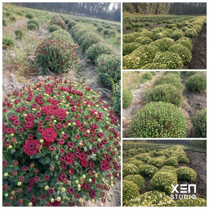 Gullar sotiladi optim dona