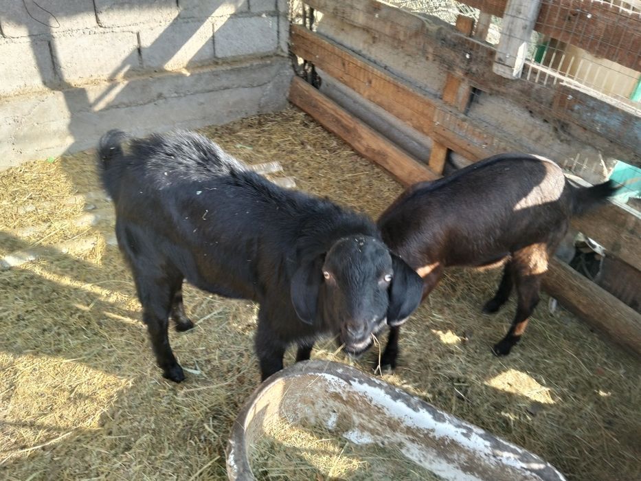 Породистые козлята