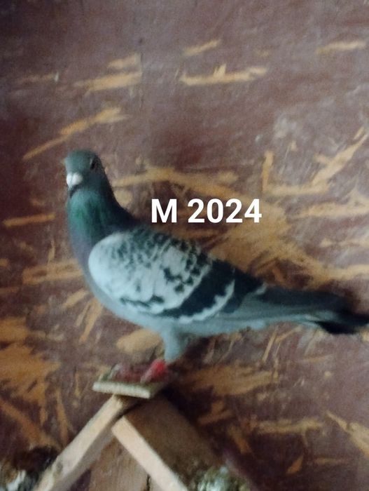 Masculi voiajor sport