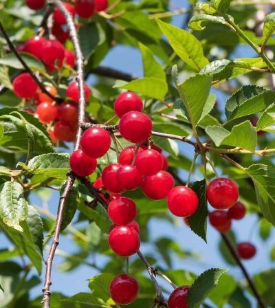 Visin (Soiul Rubin )