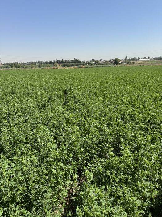 Beda Maydoni Arendaga Beriladi