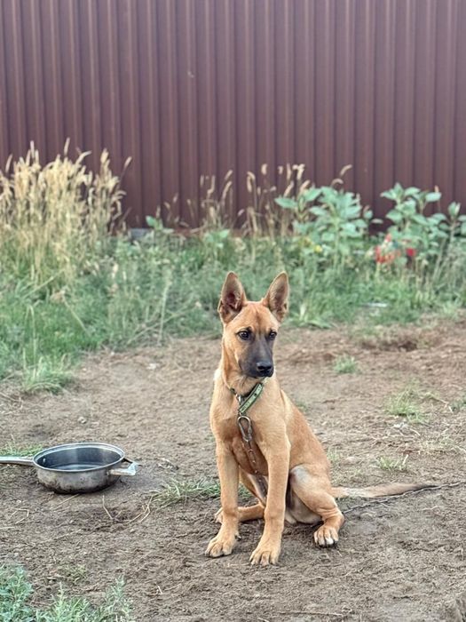 Овчарка күшік сатылады.