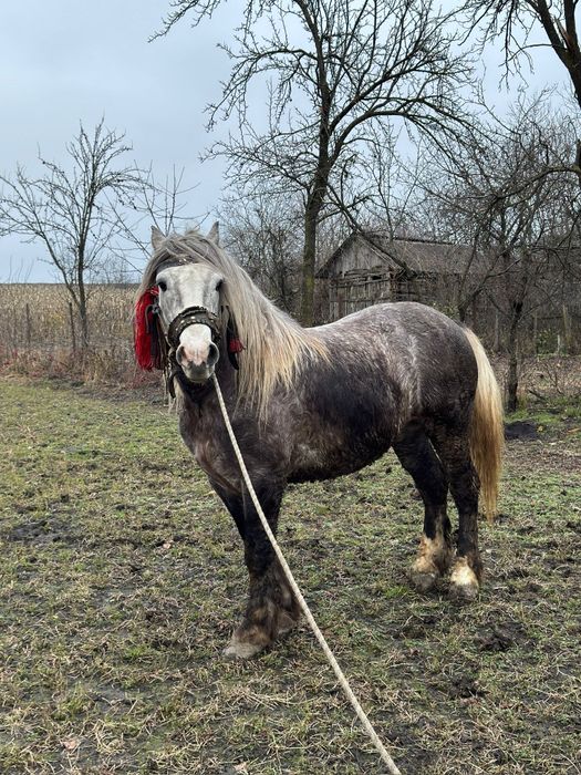 Harmăsar tânăr semigreu