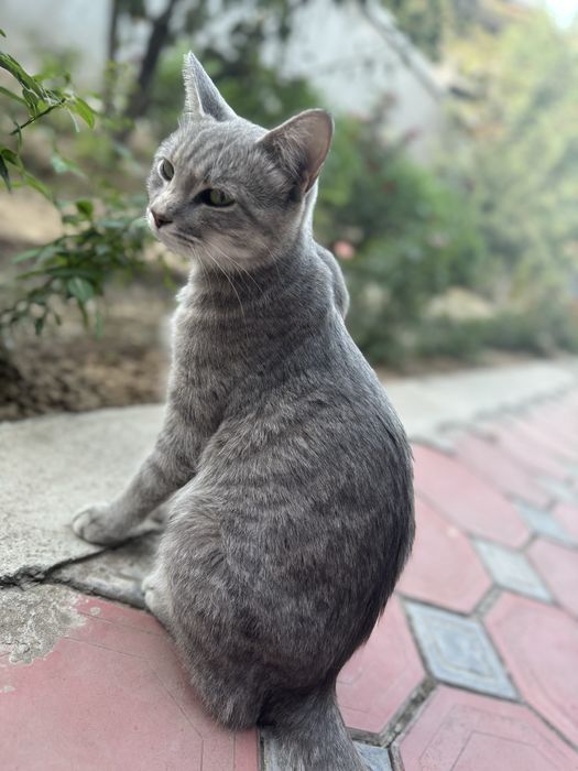 Mushukni yaxshi insonlarga xadiya qlaman