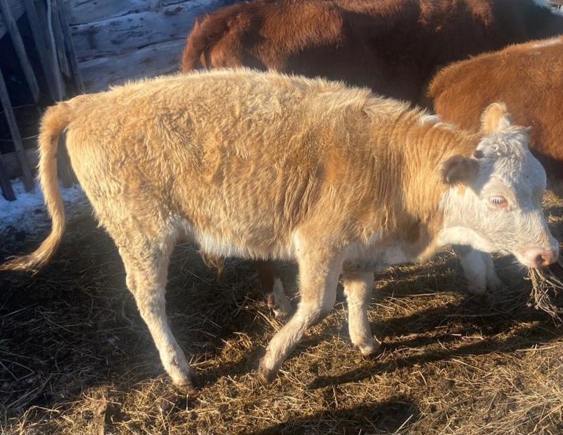 Продам телят подсосных, корову