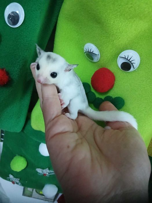 захарна катеричка, торбеста летяша катерица