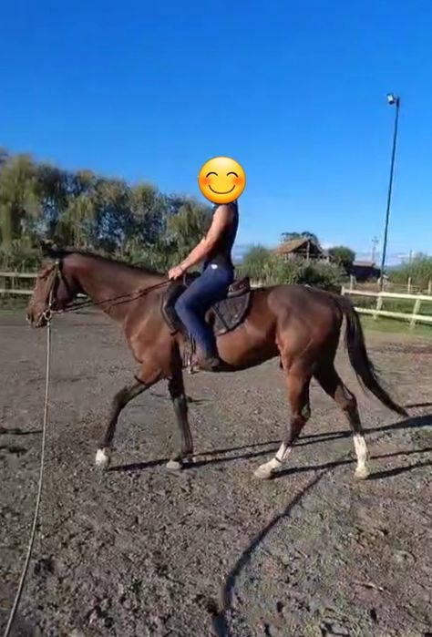 Vând cal de sport