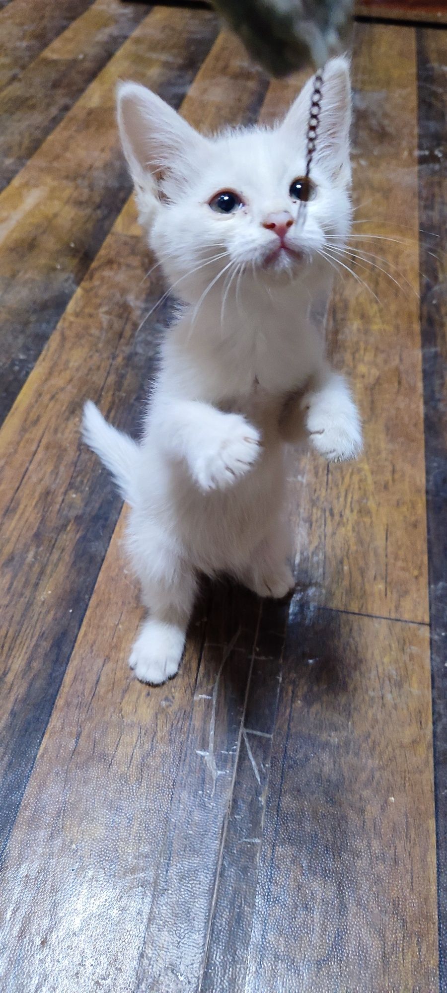 Oq angora mushukcha