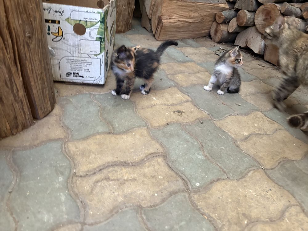 Ofer doua pisicute gratuit pentru iubitorii de animale