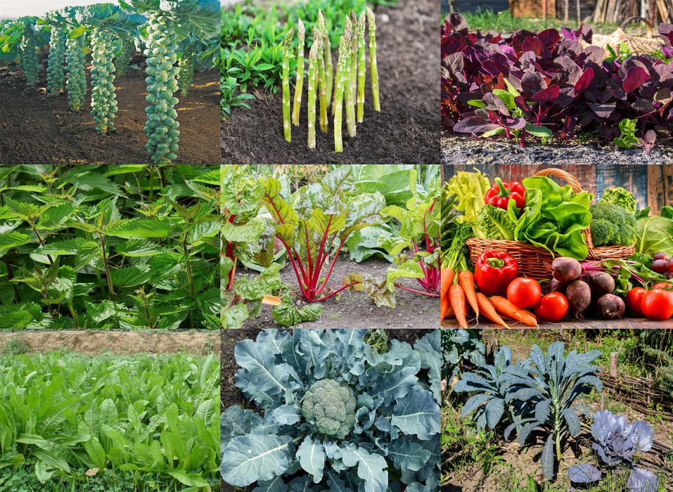 Legume medicinale Varza Brux Sparanghel Loboda Urzici Rubarba Broccoli