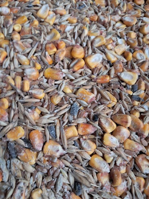 Furaj si porumb de vanzare