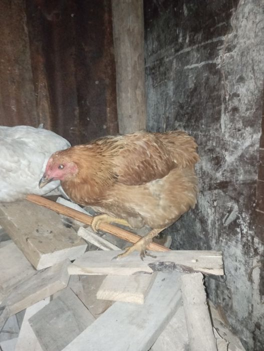 Питух пародисты и брам