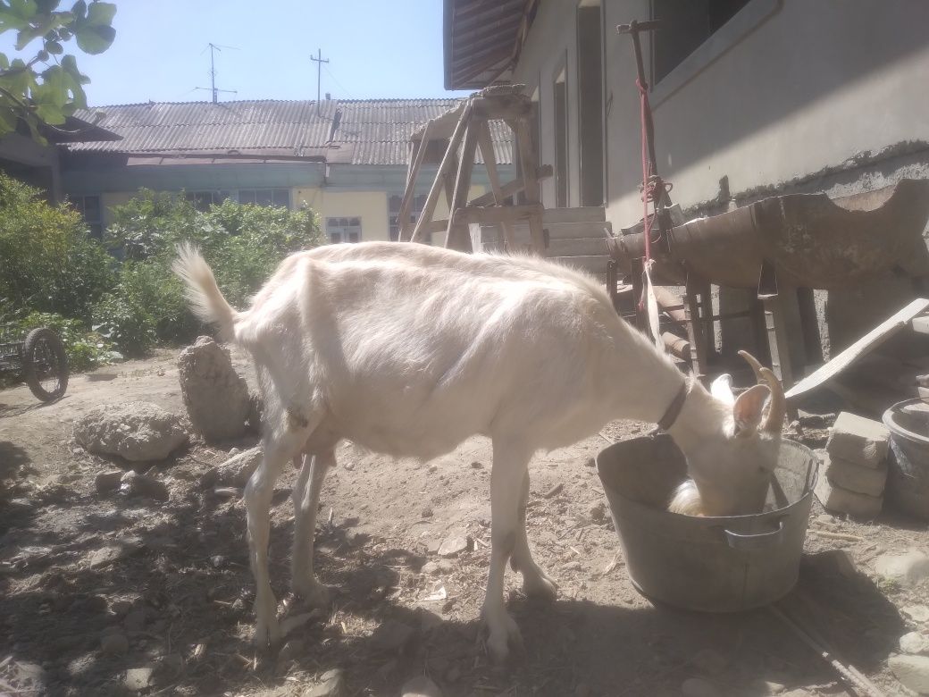 Echki  sotiladi.