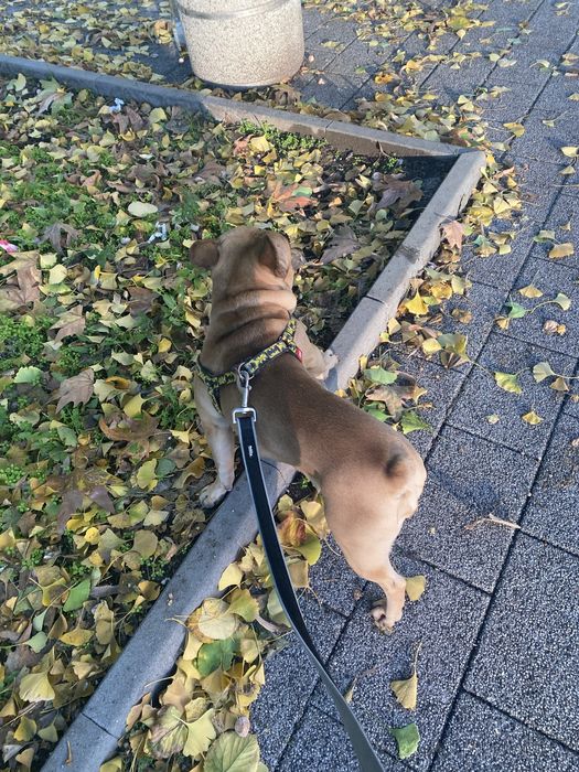 Френски булдог разплод мъжко