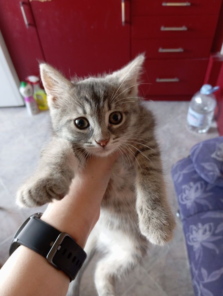 Подарявам малко сиво коте
