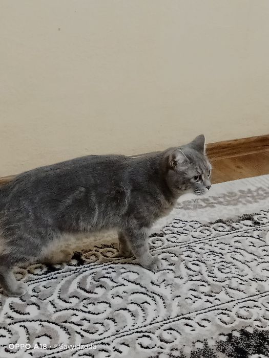 Даром отдам кошку страйт