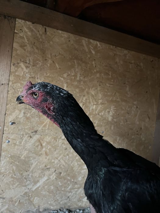 Курица бойцовая 20000