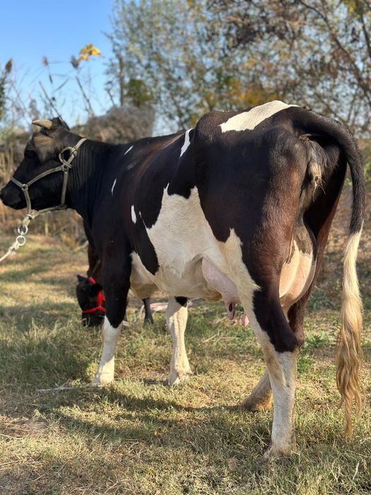 Пародный  сүтті ірі денелі дәу сүті 15-16 л бзаулы сиыр.