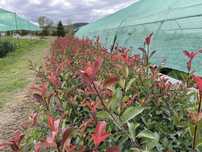 Leylandii / Laur englezes / Photinia / Gold Rider