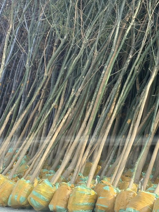 Dekorativni daraxtlar