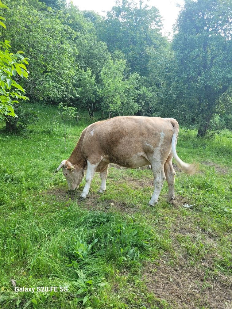 Vaca gestanta de vanzare