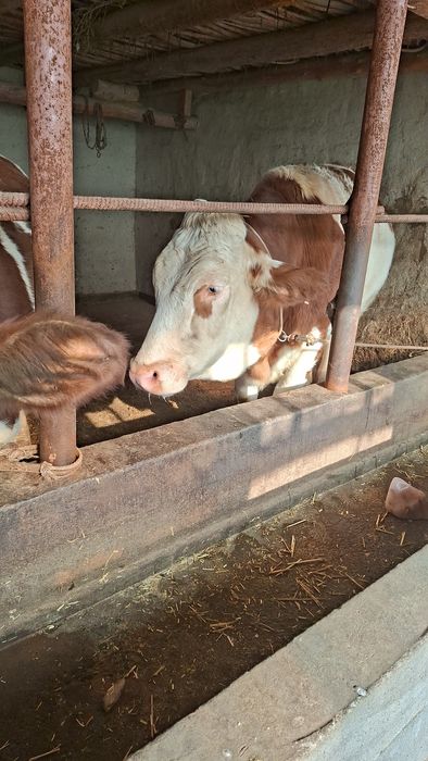 Bitta buqa bitta hunajin sotiladi semental